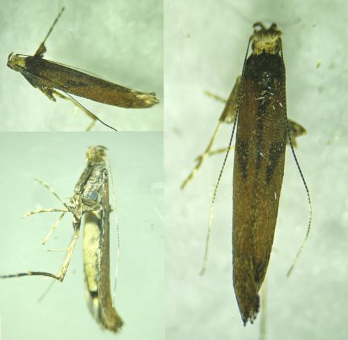Réf. 352 040 : Caloptilia sp.